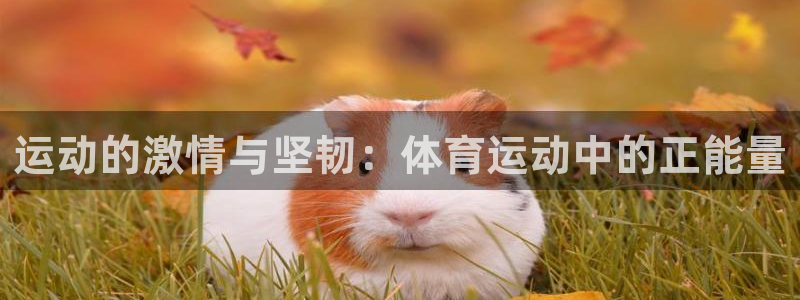 3377体育全网：运动的激情与坚韧：体育运动中的正能量